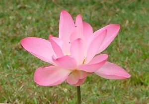 Lotus